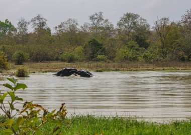 İki Juvenal Elephant bir su birikintisinde savaşıyor.