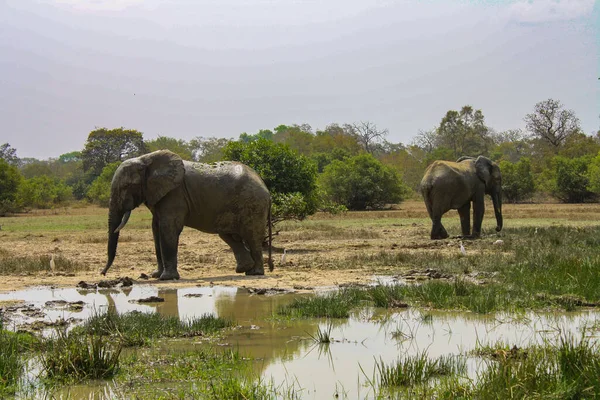 A pair of elephants at a watering hole on safari