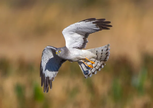 Hermoso Macho Harrier Del Norte Circus Hudsonius Halcón Del Pantano —  Fotos de Stock