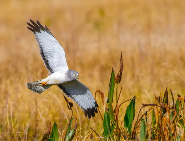 Macho Harrier Circo Cyaneus Del Norte Volando Bajo Sobre Prado — Foto de Stock