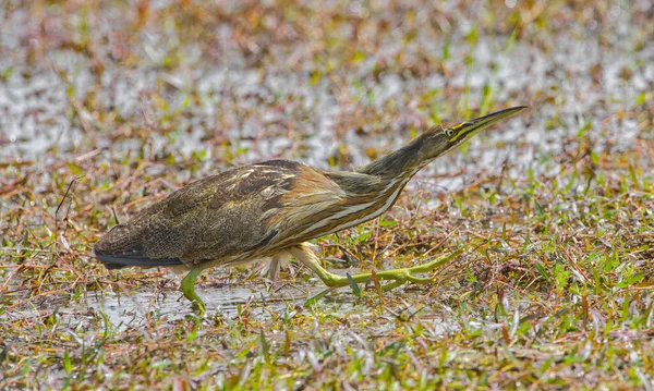 Butor Amérique Sauvage Adulte Botaurus Lentiginosus Faufilant Dans Eau Des — Photo