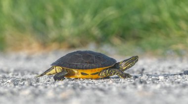 Vahşi Florida tavuk kaplumbağası (Deirochelys reticularia), Amerika Birleşik Devletleri 'nin güneydoğusunda bulunan nadir bir tatlı su kaplumbağasıdır.