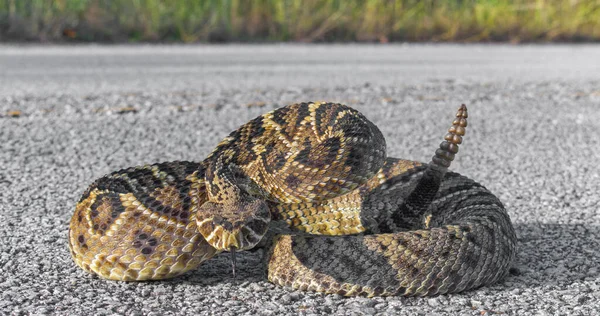 Восточная Гремучая Змея Crotalus Adamanteus Свернутая Оборонительную Позу Высунутым Языком — стоковое фото