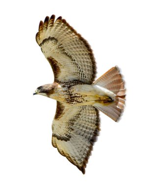 Vahşi uçan yırtıcı kuş, genç kızıl kuyruklu şahin, Buteo jamaicensis aşağıdan görünüyor, kanatlar açık, kuyruk parlıyor. Beyaz arkaplanda izole kesme