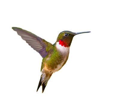 Yetişkin erkek, yakut boğazlı Hummingbird - Archilochus colubris - beyaz arka planda izole kesit