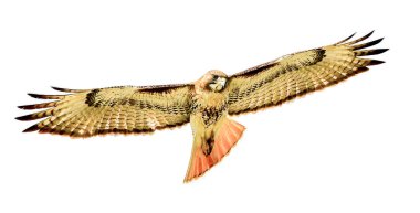 Kırmızı kuyruklu şahin - Buteo jamaicensis - gökyüzünde süzülürken, beyaz arkaplandaki izole kesit