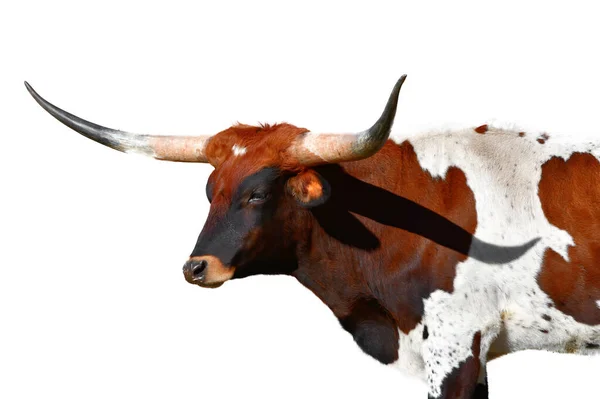 Long Horn Steer Cutout Isolated White Background — Stock Photo, Image