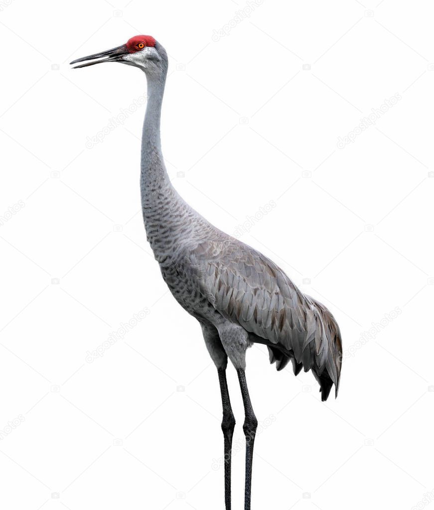 Sandhill crane bird - Grus canadensis - close-up standing profile view showing orange eye, red head cap, great grey feather detail isolated cutout on white background