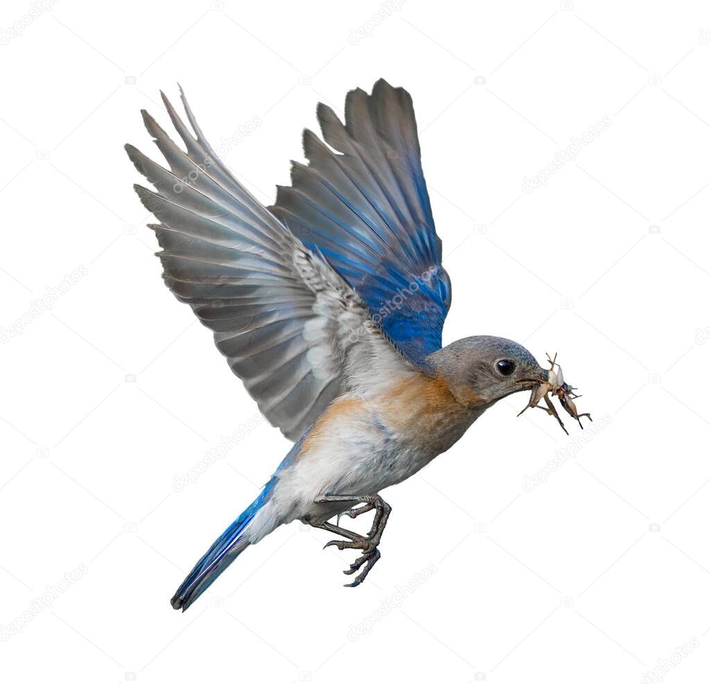 female Eastern Bluebird - Sialia sialis -flying with two brown field crickets in her mouth isolated cutout on white background