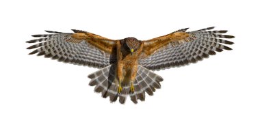 Kırmızı omuzlu Şahin - Buteo çizgisi - kanatları genişletilmiş, büyük detay, mükemmel ışıklandırma içerideki tüyü gösteriyor, beyaz arka planda izole edilmiş kesit