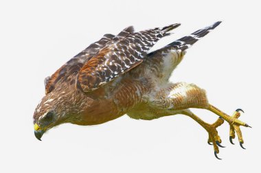 Vahşi Kırmızı omuzlu Şahin - Buteo çizgisi- avına doğru hızla uçuyor - sarı pençeler arkada ve açık - ciddi kararlı bir yüz ifadesi, beyaz arka planda izole edilmiş kesit