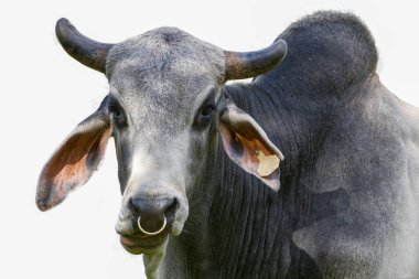 Büyük erkek Zebu sığırı - Bos Taurus indicus - beyaz arka planda izole edilmiş.