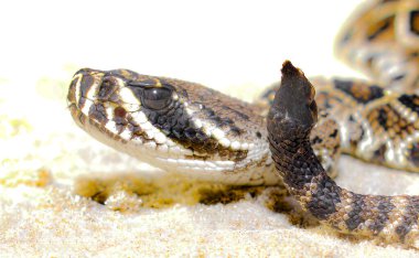 Baby juvenile neonate eastern Diamondback rattlesnake - crotalus adamanteus - profile of head and small rattle with just a nub or one button clipart