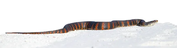 Naranja Negro Florida Banded Water Snake Nerodia Fasciata Pictiventris Cruzando — Foto de Stock