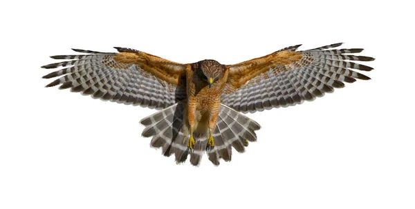 Kırmızı omuzlu Şahin - Buteo çizgisi - kanatları genişletilmiş, büyük detay, mükemmel ışıklandırma içerideki tüyü gösteriyor, beyaz arka planda izole edilmiş kesit