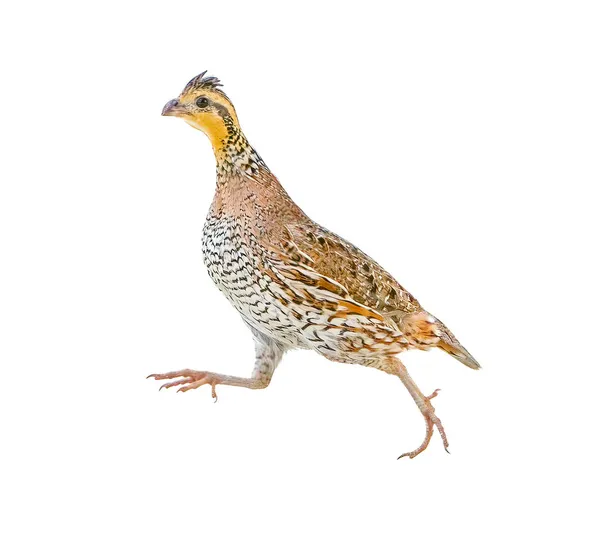 Female Northern Bobwhite Quail Colinus Virginianus Running Road Isolated Cutout — Stock Photo, Image