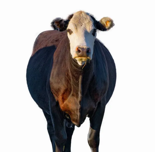 Vache Angus Noire Blanche Bos Taurus Regardant Caméra Isolée Sur — Photo