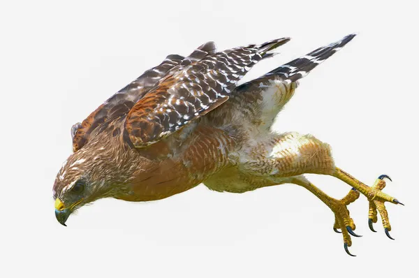 Vahşi Kırmızı omuzlu Şahin - Buteo çizgisi- avına doğru hızla uçuyor - sarı pençeler arkada ve açık - ciddi kararlı bir yüz ifadesi, beyaz arka planda izole edilmiş kesit
