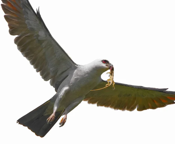 Close Mississippi Kite Ictinia Mississippiensis Flying Hunting Brown Cuban Anole — Stock Photo, Image