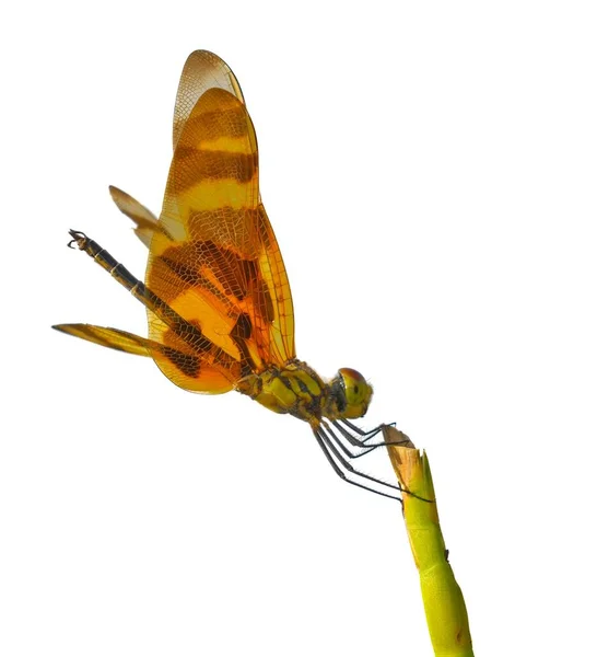 万圣节大旗 Halloween Pennant 是一种蜻蜓科的蜻蜓 栖息在草茎上 随风飘扬 白色背景的孤立剪枝 — 图库照片