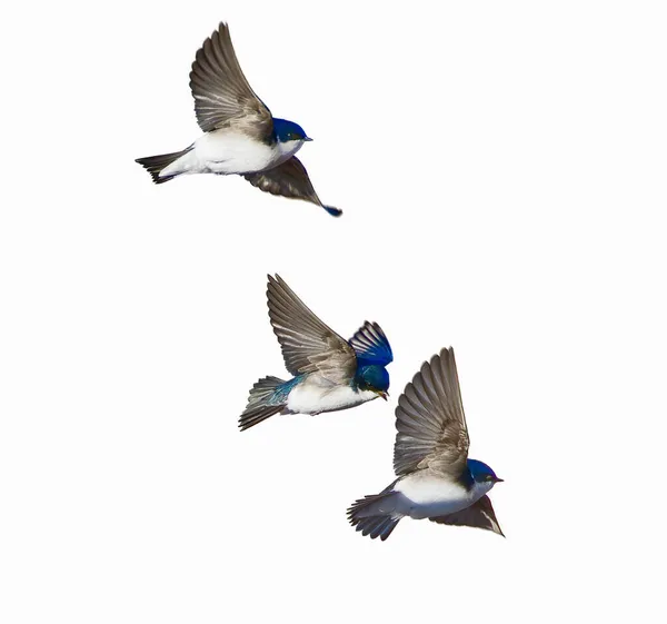 Blue White Tree Swallow Tachycineta Bicolor Detail Flying Right One — Stock Photo, Image