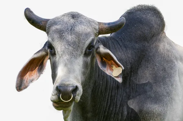 大規模な男性無料の範囲Zebu牛 Bos Taurus指標 白の背景に隔離されたカットアウト — ストック写真