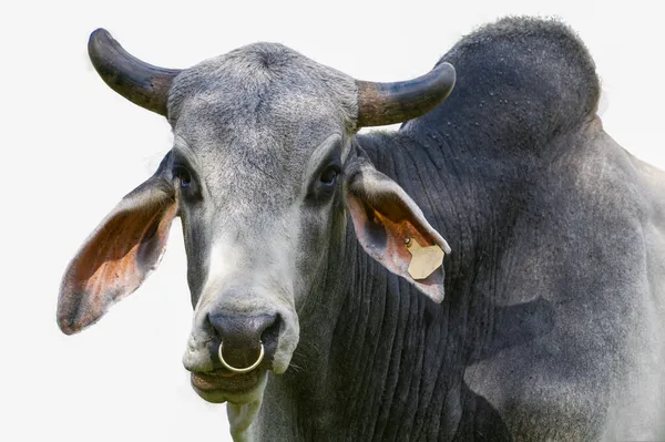 Büyük erkek Zebu sığırı - Bos Taurus indicus - beyaz arka planda izole edilmiş.