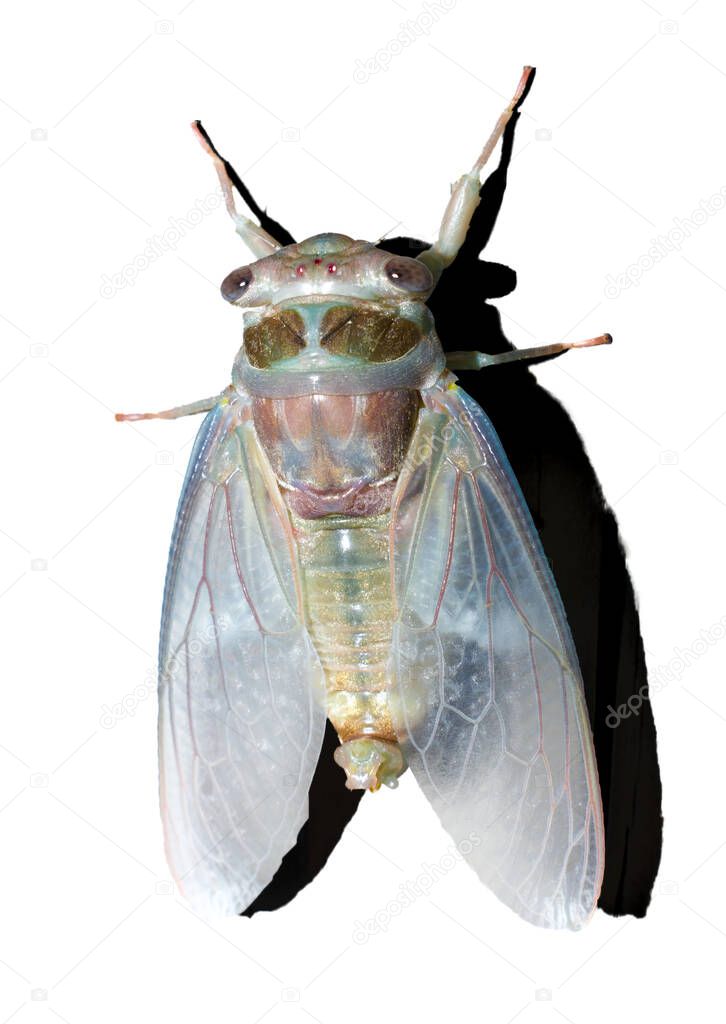 Freshly emerged cicada (Magicicada spp.) in florida showing 3 red simple eyes, two compound eyes, light blue, pink and green colors, red veins on wings, isolated cutout on white background