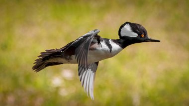 Male hooded merganser - Lophodytes cucullatus - with orange eye flying close up over prairie head feather detail, green blur background clipart