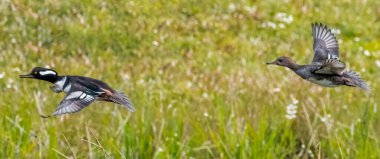 male and female hooded mergansers lophodytes cucullatus In flight over green marsh clipart