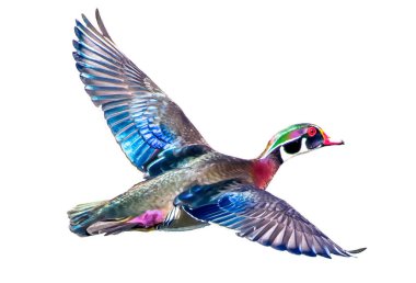 Erkek orman ördeği drake - Aix sponsa - uçuşunda güzel kırmızı, mavi, mor, yeşil, kestane rengi beyaz arka planda izole kesilmiş