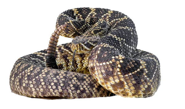 Serpente Sonagli Dorso Diamante Orientale Crotalus Adamanteus Arrotolato Posa Attacco — Foto Stock