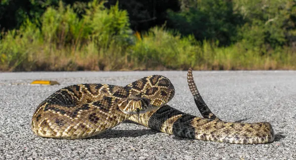 Güzel Çıngıraklı Yılan Asfalt Asfalt Yolda Geri Çekiliyor Doğu Diamondback — Stok fotoğraf