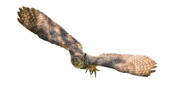野生的大角猫头鹰成虫 向摄像机飞去 黄色的眼睛盯着摄像机 翅膀张开 白色背景上孤立地割开 — 图库照片