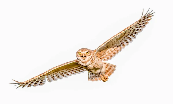 Adult Wild Burrowing Owl Athene Cunicularia Volando Con Boca Abierta — Foto de Stock