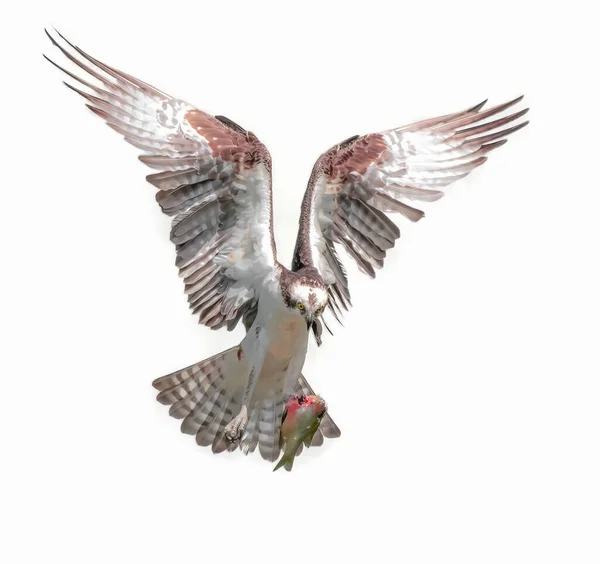 Águila Pescadora Macho Pandion Haliaetus Volando Con Pescado Medio Comido — Foto de Stock