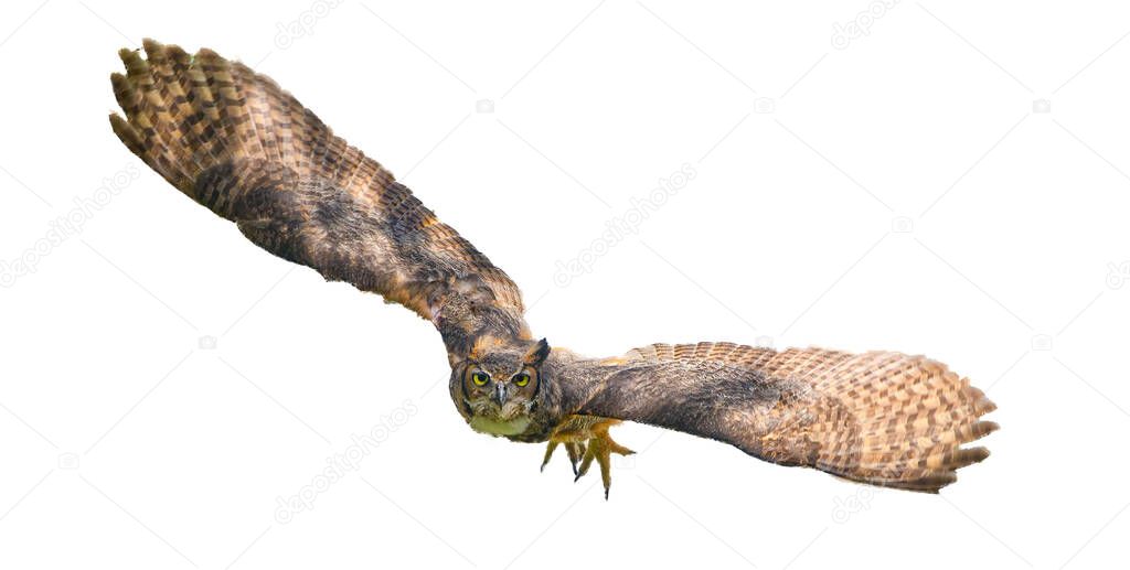 Wild great horned owl adult - bubo virginianus - flying towards camera,  yellow eyes fixed on camera, wings spread apart, isolated cutout on white background
