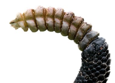 Vahşi Crotalus adamanteus, zehirli doğu elmas sırtlı çıngıraklı yılan, izole edilmiş beyaz arka plan kesimine karşı yılan çıngırağı, 9 düğme