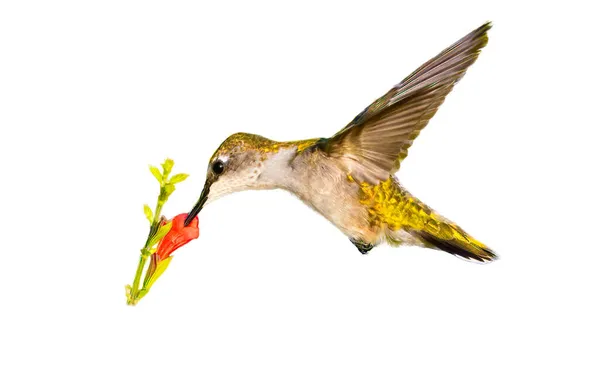Young Juvenile Male Ruby Throated Hummingbird Archilochus Colubris Hovering Front — Stock Photo, Image