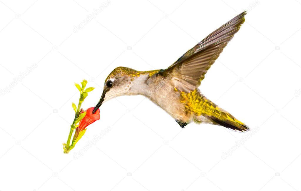 Young juvenile male Ruby throated hummingbird - Archilochus colubris - hovering in front of Florida native