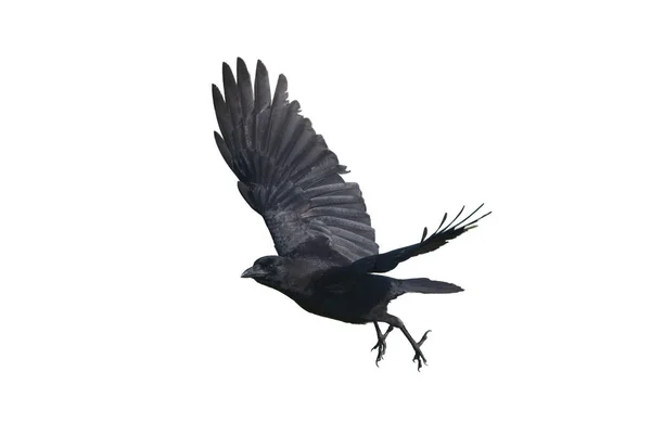 Amerikan kargası - Corvus brachyrhynchos - beyaz arkaplanda izole edilmiş parlak yanardağ