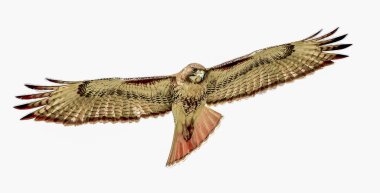 Kızıl kuyruklu şahin - Buteo jamaicensis - gökyüzünde süzülürken aşağıya bakıyordu.