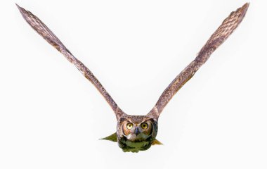 Büyük boynuzlu baykuş yetişkin - bubo virginianus - kameraya doğru uçuyor