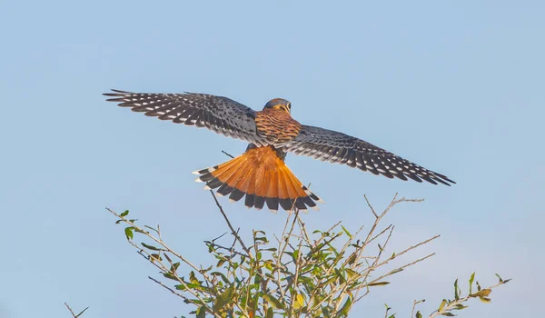Homem Selvagem Sudeste Americano Kestrel Falco Sparverius Paulus — Fotografia de Stock