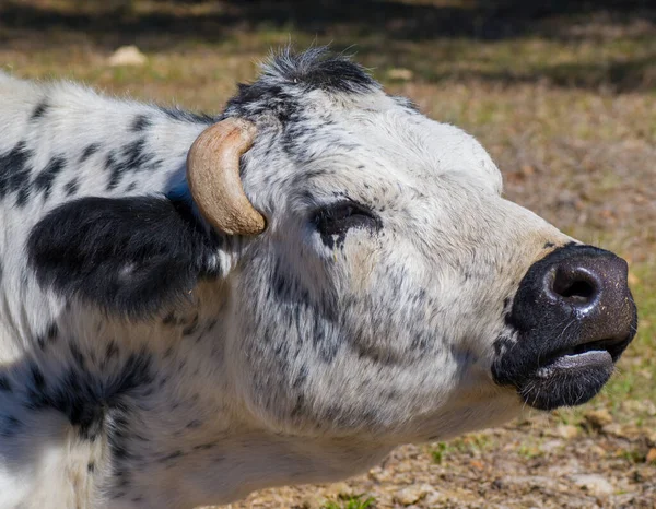 Vache Noire Blanche Montrant Corne Incarnée Douloureuse — Photo