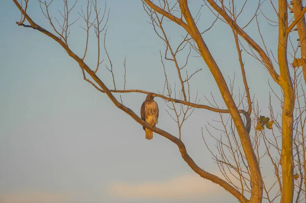 Juveniler Rotschwanzfalke Buteo Jamaicensis Sitzt Auf Einem Laubbaum — Stockfoto