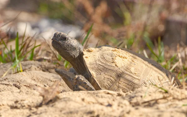 佛罗里达州野生成年土拨鼠龟 在阳光下晒太阳的土拨鼠 — 图库照片