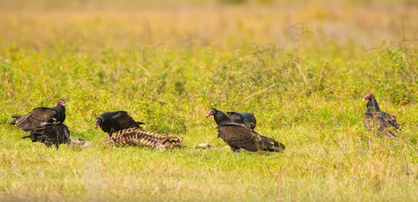 Turkiet Vulture Cathartes Aura Utfodring Kadaver Skelett — Stockfoto