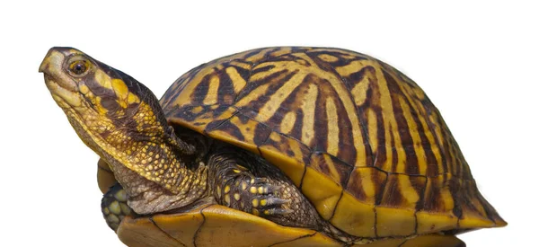 佛罗里达箱龟 Terrapene 卡罗莱纳州 Bauri — 图库照片