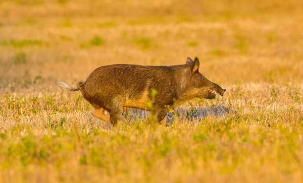 Velká Divoká Divoká Prasata Prasata Nebo Prasata Sus Scrofa Kanec — Stock fotografie